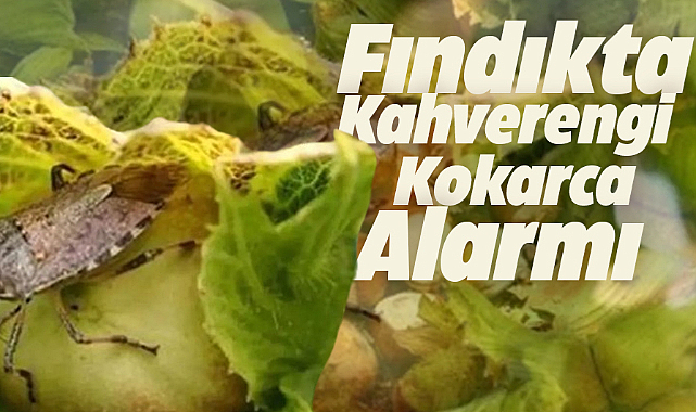 Samsun'da kahverengi kokarca alarmı