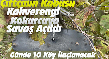 Samsun'da kahverengi kokarcaya karşı bahçeler ilaçlanacak