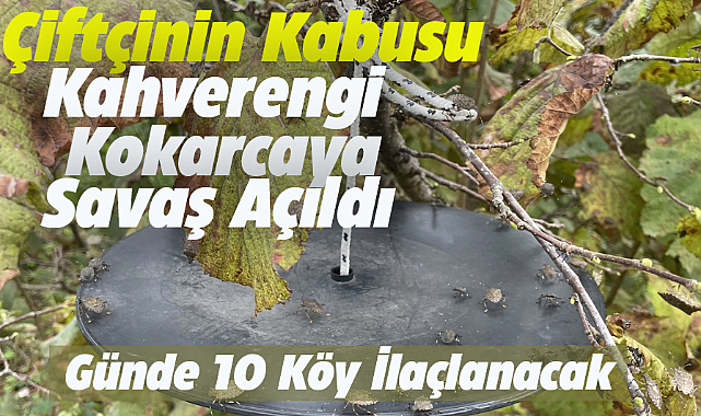 Samsun'da kahverengi kokarcaya karşı bahçeler ilaçlanacak