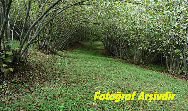 Samsun'da mahkemeden satılık fındık bahçesi