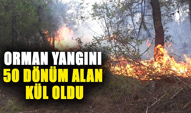 Samsun'da orman yangını: 50 dönüm alan kül oldu