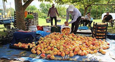 Samsun’da şeftali hasadı! Verim yüksek, fiyatlar düşük
