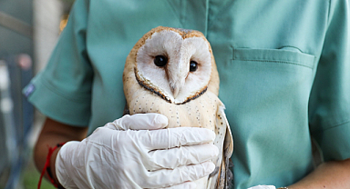 Samsun'da tedavi edilen baykuşlar yeniden doğaya kavuştu