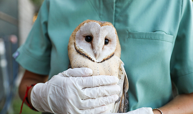 Samsun'da tedavi edilen baykuşlar yeniden doğaya kavuştu