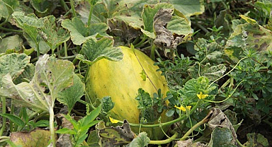 Samsun'da süheyla kavununda bereketli hasat!