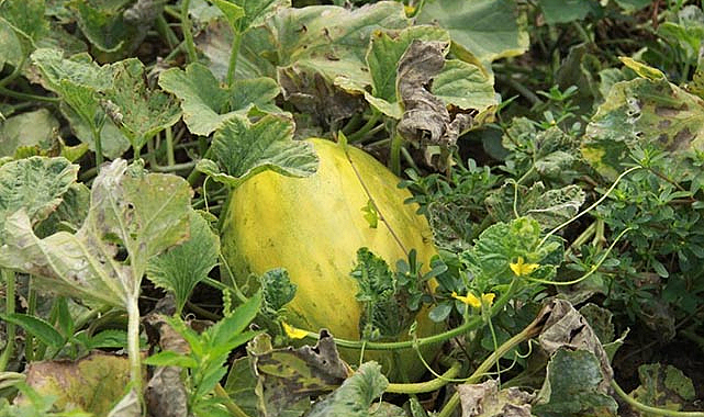 Samsun'da süheyla kavununda bereketli hasat!