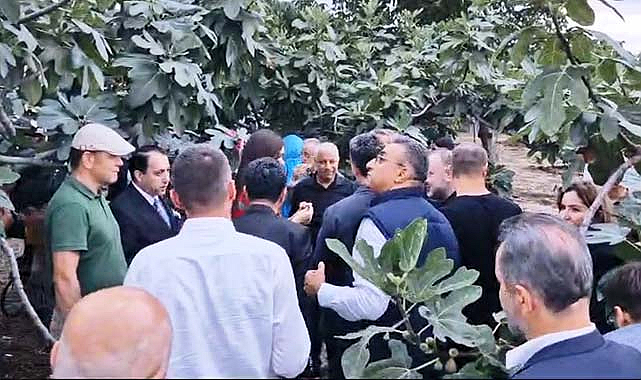 Samsun'un meşhur lezzeti mor patlıcan incirinin hasadı başladı