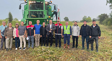 Samsun'un Vezirköprü ilçesinde kenevir hasadı
