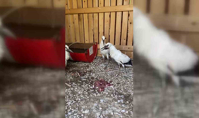 Sinop'ta leylekler doğaya salındı