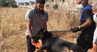 Sokak köpekleri toplanıyor! Fatih’teki ölümlü olay sonrası Belediye harekete geçti