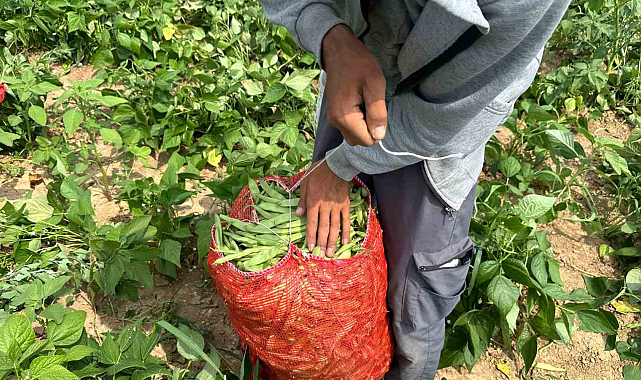 Taze fasulye üreticileri düşen fiyatlardan şikayetçi