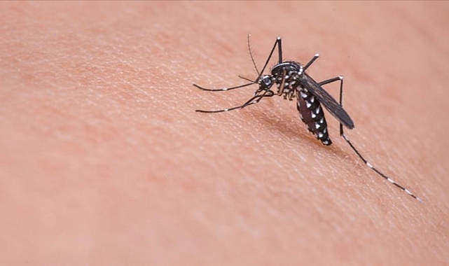 Türkiye'de Asya Kaplan sivrisineği uyarısı!