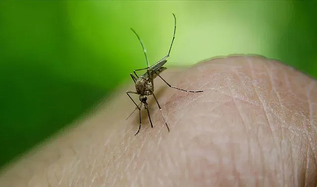 Türkiye’de Batı Nil Virüsü alarmı! 6 kişi karantinada