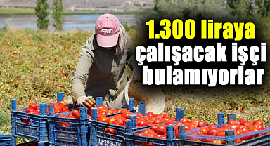 1.300 liraya çalışacak işçi bulamıyorlar