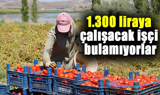 1.300 liraya çalışacak işçi bulamıyorlar