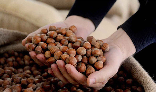 15 Eylül fındık fiyatları ne kadar?