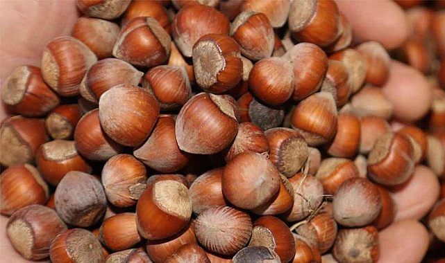 16 Eylül fındık fiyatları ne kadar?