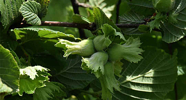 19 Eylül fındık fiyatları ne kadar?