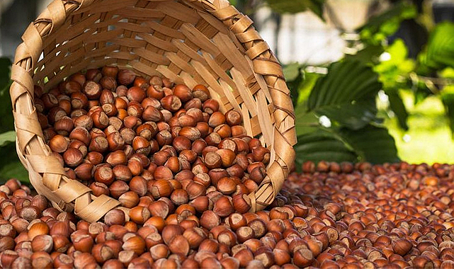 25 Eylül fındık fiyatları ne kadar?