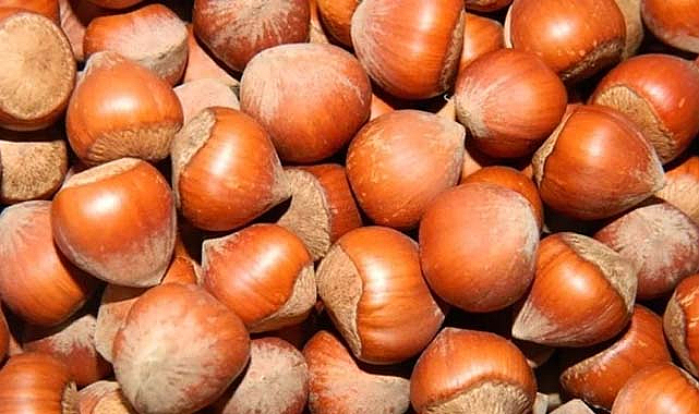 8 Eylül fındık fiyatları ne kadar?