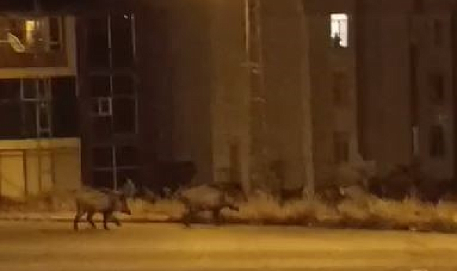 Aç kalan domuz sürüsü şehre indi