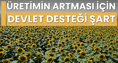 Ayçiçek üretiminin artması için devlet desteği şart