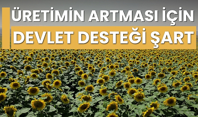 Ayçiçek üretiminin artması için devlet desteği şart