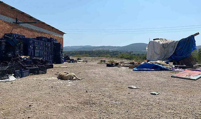 Ayvacık'ta 2 köpek silahla öldürüldü