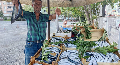 Bafra'da palamut şöleni başladı!