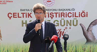 Bafra Ovası'nda Çeltik Hasat Şenliği yapıldı