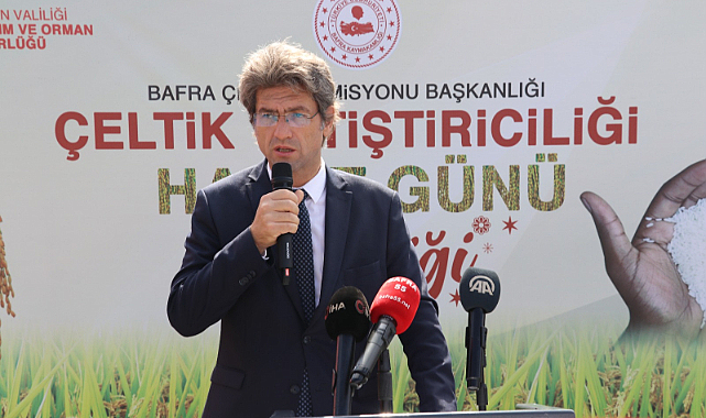 Bafra Ovası'nda Çeltik Hasat Şenliği yapıldı