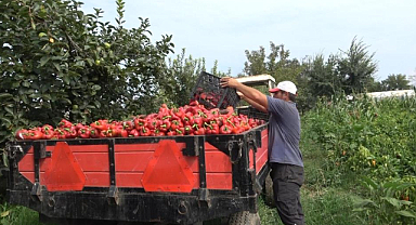 Bafra Ovası'nda kapya biber üreticileri zorlu dönem geçiriyor