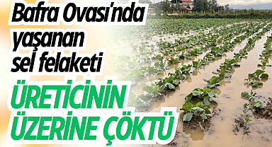 Bafra Ovası'nda yaşanan sel felaketi üreticinin üzerine çöktü