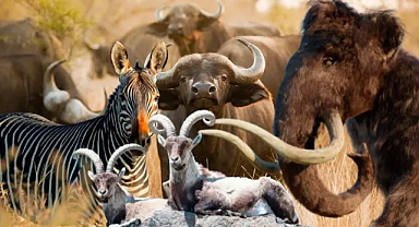 Bilim insanları, nesli tükenen hayvanları diriltmenin eşiğine geldi.