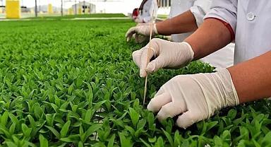 Bitkisel üretim destekleri resmi gazete'de yayınlandı