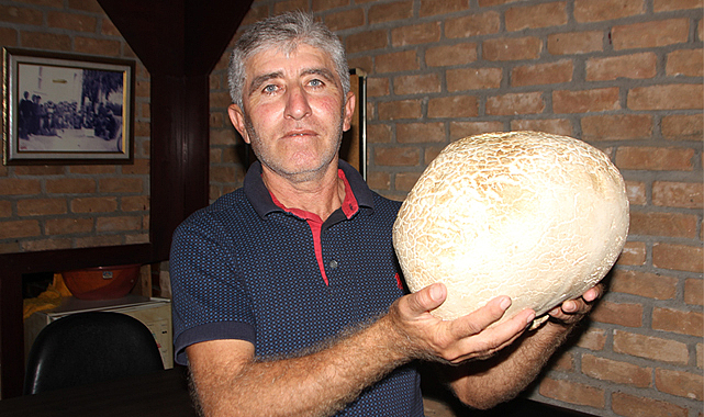 Dev mantar görenleri hayrete düşürdü