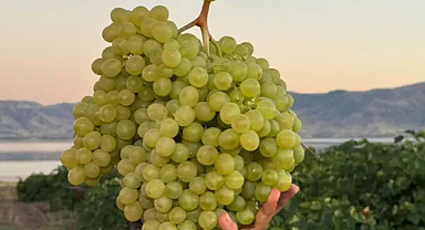 Devasa üzüm salkımlarını görenler hayrete düşüyor