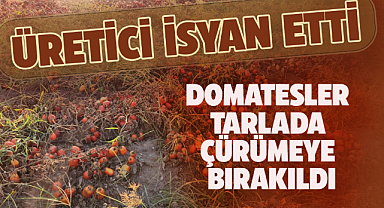 Domatesler tarlalarda çürümeye bırakıldı