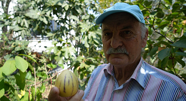 Egzotik meyvelerle Karadeniz'de tropikal bahçe yarattı