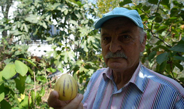 Egzotik meyvelerle Karadeniz'de tropikal bahçe yarattı
