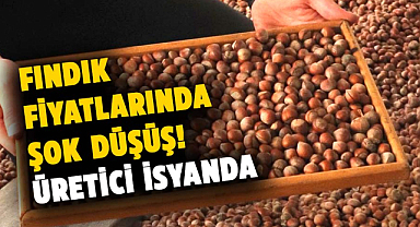 Fındık fiyatlarında şok düşüş! Üretici isyanda
