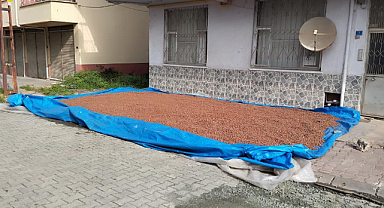 Fındık kurutma mesaisi başladı