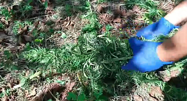 Firari hükümlü 10 kilo esrar ile yakalandı