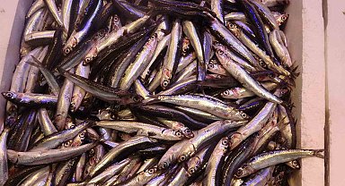 Hamsi palamutu kıskandı, tezgahlarda yerini aldı