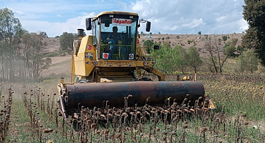 Samsun Havza'da ayçiçeği hasadı başladı