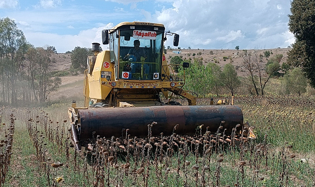 Samsun Havza'da ayçiçeği hasadı başladı