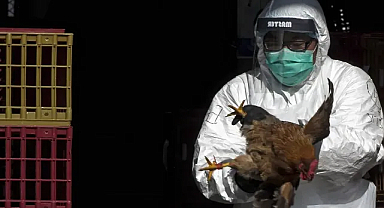 İlk kuş gribi vakası! Hayvanla teması olmayan birinde görüldü