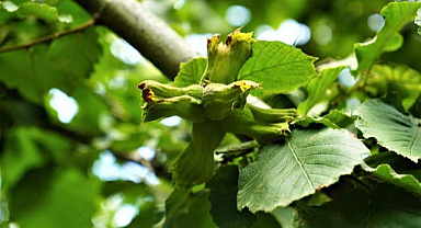 Kahverengi kokarca fındığa yüzde 40 zarar verdi