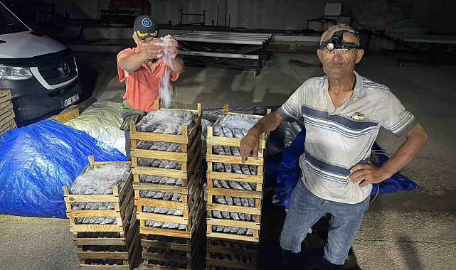 Karadeniz'de palamut bereketi