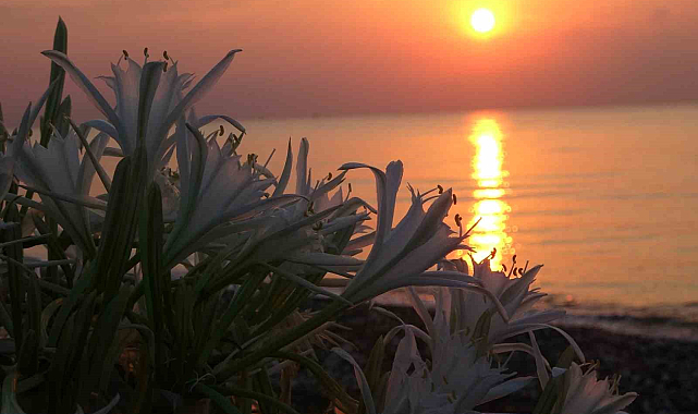 Sahiller kum zambaklarıyla doldu, çocuklar koruma altına aldı